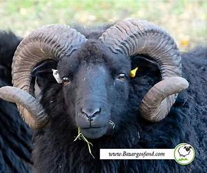 گوسفندان سیاه گوسفندان سیاه