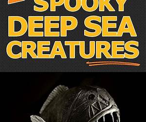 25 Spooky Deep Sea CreaturesExtraordinary Animal Photos \u0026 Facinating Fun Facts For Kids (Weird \u0026 Wonderful Animals Book 9) 25 Spooky Deep Sea CreaturesExtraordinary Animal Photos \u0026 Facinating Fun Facts For Kids (Weird \u0026 Wonderful Animals Book 9)