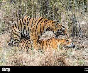 A Tiger Menage Mating