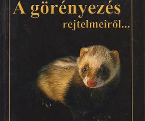 A görényezés rejtelmeiről... A görényezés rejtelmeiről...