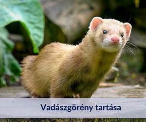 A vadászgörény A vadászgörény