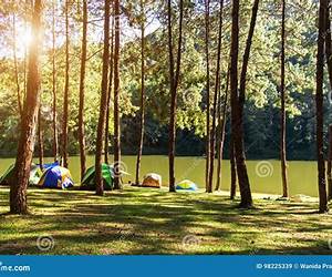 Adventures of Pine Forest Camping