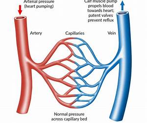 All in Vein All in Vein