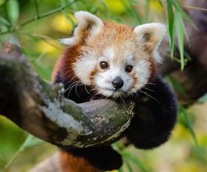 Animal Babies in the Forest!