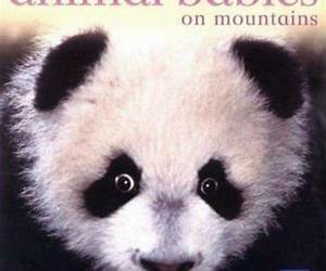 Animal Babies on the Mountain! Animal Babies on the Mountain!