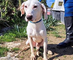 Animal Rescue Cyprus: The Other Side of Paradise Animal Rescue Cyprus: The Other Side of Paradise