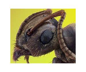 Ant Power! (Disney's Bug's Life) Ant Power! (Disney's Bug's Life)