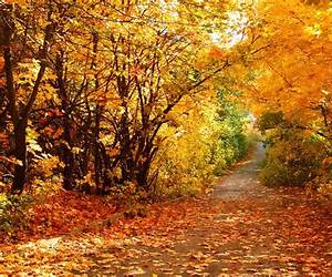 Autumn's Fall (Vandeveer University, #2)