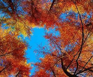 Autumn's Sky Autumn's Sky