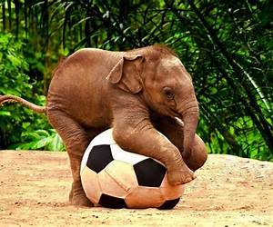 Baby Animals (First Sticker Story Fun)