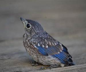 Baby Bluebird, Please Come Home Baby Bluebird, Please Come Home