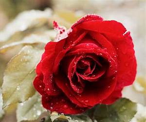 Beautiful Red (Brac Pack Next Gen #3)