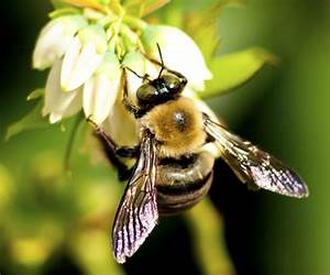 Bee Wild and Free (Bee Colony Comeback Book 1) Bee Wild and Free (Bee Colony Comeback Book 1)