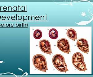 Before Birth: A week-by-week guide to your baby's development during pregnancy