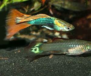 Beginning with Guppies