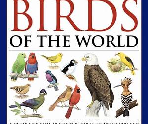 Bird Encyclopedia (First Animal Encyclopedia)