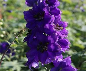 Black Delphinium Black Delphinium