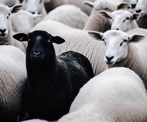 Black sheep Black sheep