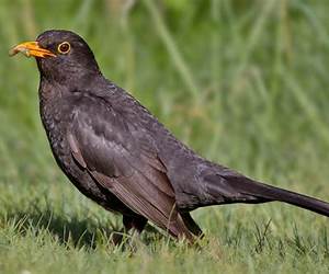 Blackbird