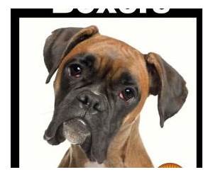 BoxersDog Books for Kids (Amazing Animal Books for Young Readers Book 56) BoxersDog Books for Kids (Amazing Animal Books for Young Readers Book 56)