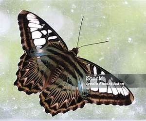 Butterfly on Bangla Butterfly on Bangla