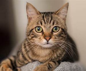 CATS: 50 Fun Facts About Cats CATS: 50 Fun Facts About Cats