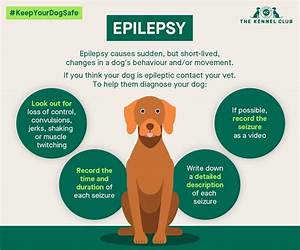 Canine Epilepsy: A Comprehensive Guide To Canine Epilepsy