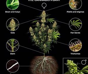 Cannabis: Everything You Wanted To Know About Growing And Using Marijuana: (Cannabis Oil, Cannabis Growing, Cannabis Seeds, Dabs, Edibles, Vapes, Hash,Strands, ... Marijuana Indoors | Growing Weed Indoors) Cannabis: Everything You Wanted To Know About Growing And Using Marijuana: (Cannabis Oil, Cannabis Growing, Cannabis Seeds, Dabs, Edibles, Vapes, Hash,Strands, ... Marijuana Indoors | Growing Weed Indoors)