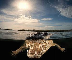 Captured In Cuba (Wild Side Series Book 20)