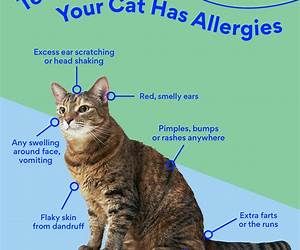 Cat Allergies: A Comprehensive Guide to Cat Allergies Cat Allergies: A Comprehensive Guide to Cat Allergies
