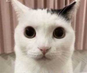 Cat Memes: Volume 2