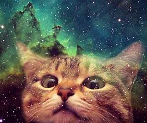 Cats in Space