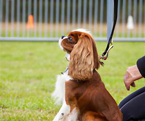 Cavalier King Charles Spaniel Training | Dog Training with the No Brainer Dog Trainer ~ We Make it THAT Easy!: How to EASILY TRAIN Your Cavalier King Charles Spaniel