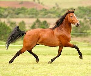 Cavalos, para que vos quero! (Diário de um Minecrafter, #2) Cavalos, para que vos quero! (Diário de um Minecrafter, #2)