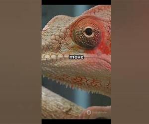 Chameleon