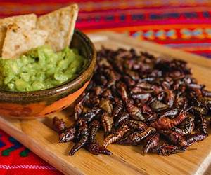 Chapulines, langostas, grillos y esperanzas de Mexico-Grasshoppers, locusts, crickets and katydids of Mexico Chapulines, langostas, grillos y esperanzas de Mexico-Grasshoppers, locusts, crickets and katydids of Mexico