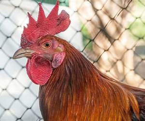 Chicken: A Comic Cat Memoir Chicken: A Comic Cat Memoir