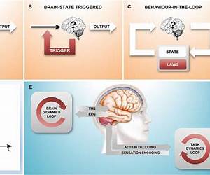 Closed Loop Neuroscience Closed Loop Neuroscience