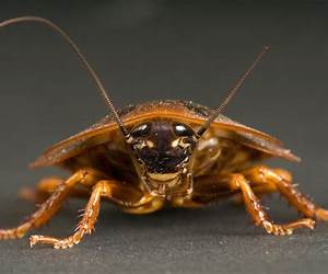 Cockroaches Cockroaches