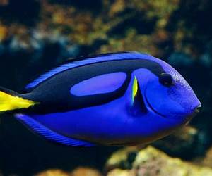 Code Name Blue Tang (Secret Warfare \u0026 Counter-terrorism Operations Book 15) Code Name Blue Tang (Secret Warfare \u0026 Counter-terrorism Operations Book 15)