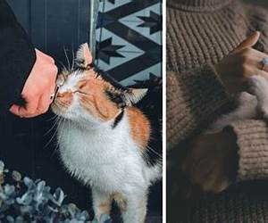 Comment aimer son maitre quand on est un chat Comment aimer son maitre quand on est un chat