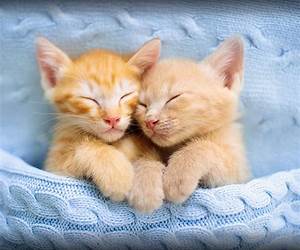 Cuddly Cats