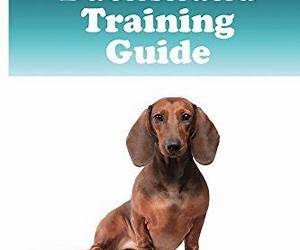 Dachshund Training Guide. Dachshund Training Book Includes: Dachshund Socializing, Housetraining, Obedience Training, Behavioral Training, Cues \u0026 Commands and More Dachshund Training Guide. Dachshund Training Book Includes: Dachshund Socializing, Housetraining, Obedience Training, Behavioral Training, Cues \u0026 Commands and More