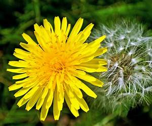 Dandelions Dandelions