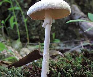 Destroying Angel: She's tough at work, but submissive in private Destroying Angel: She's tough at work, but submissive in private