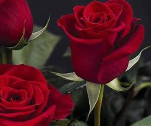 Die Rose der Welt