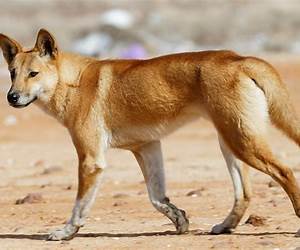 Dingo Tails