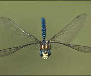 Dragonfly: Finde deine Bestimmung Dragonfly: Finde deine Bestimmung