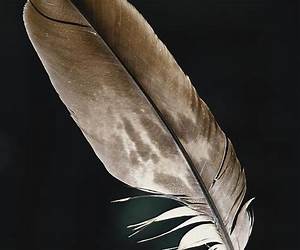 Eagle Feather: An Honour Eagle Feather: An Honour
