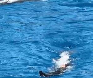 El baile de los delfines